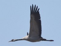 Kranich (Grus grus)  28